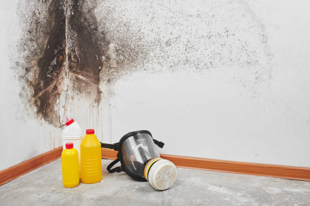 Best Professional Mold Removal  in Juarez, TX