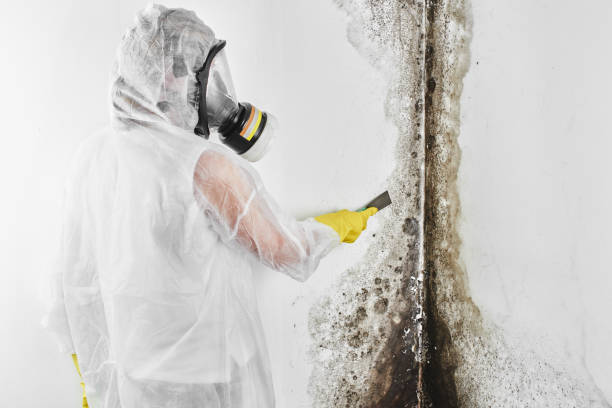 Best Mold Removal Company Near Me  in Juarez, TX