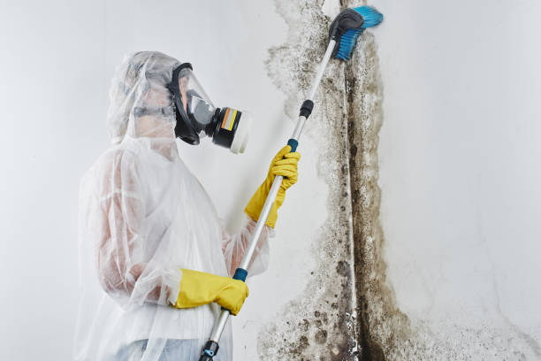 Best Mold Testing and Removal  in Juarez, TX