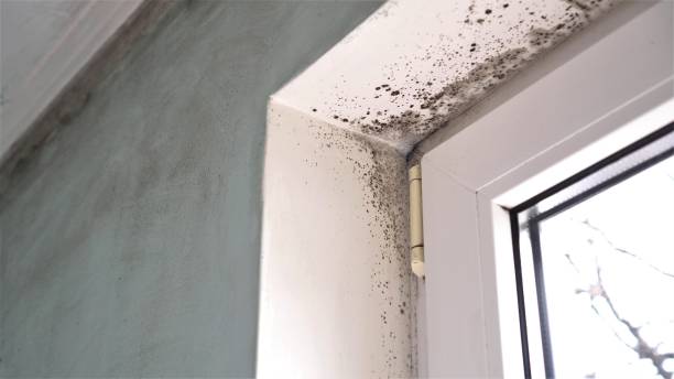 Best Office Mold Removal Services  in Juarez, TX