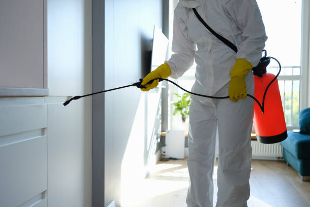 Best Black Mold Removal  in Juarez, TX