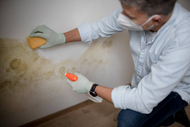 Professional Mold Removal in Juarez, TX