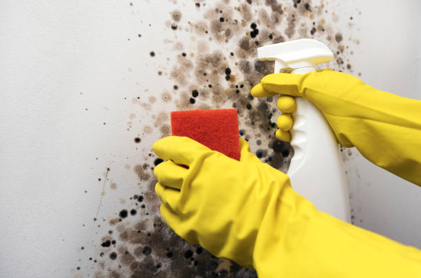 Office Mold Removal Services in Juarez, TX