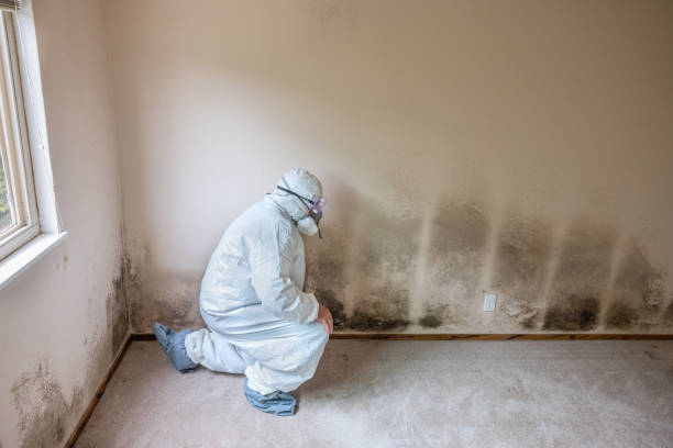 Best Mold Remediation  in Juarez, TX